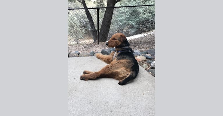 Photo of Winston, an Airedale Terrier  in Prescott, Arizona, USA