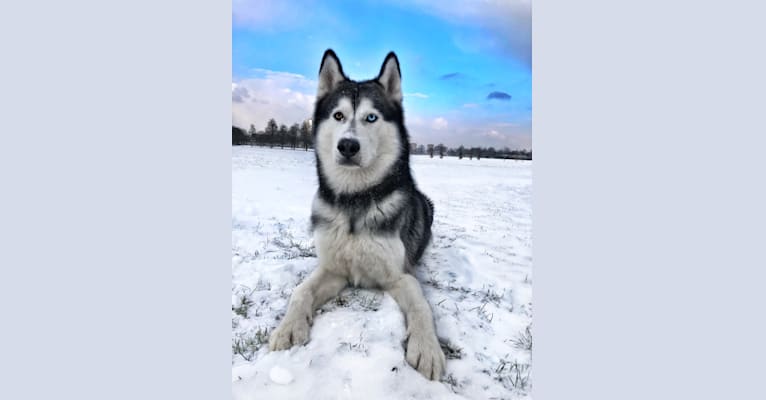 Jax, a Siberian Husky tested with EmbarkVet.com