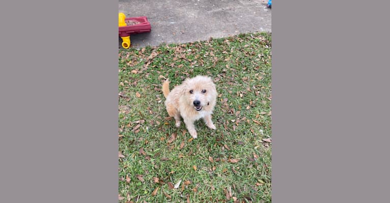 Photo of Frodo, a Beagle, Rottweiler, Chow Chow, and American Pit Bull Terrier mix in Crosby, Texas, USA