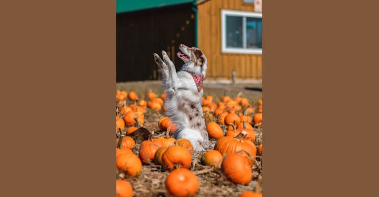 Spurs N Ashes, a Border Collie tested with EmbarkVet.com