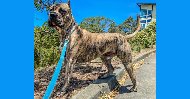 Koa, a Perro de Presa Canario tested with EmbarkVet.com