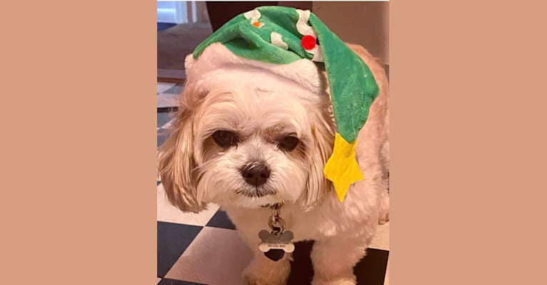 Leo, a Shih Tzu tested with EmbarkVet.com