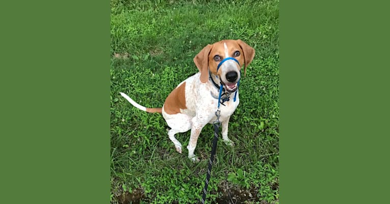 Victor, an American English Coonhound tested with EmbarkVet.com