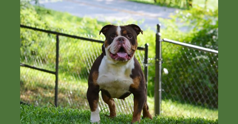 HOLLEY, an Olde English Bulldogge tested with EmbarkVet.com