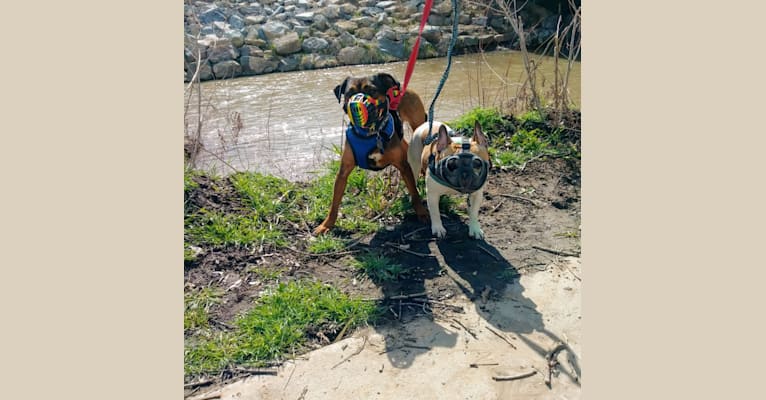 Kita, an American Bully and Miniature/MAS-type Australian Shepherd mix tested with EmbarkVet.com