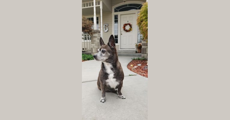 Photo of Boo, a Chihuahua, Pomeranian, Miniature Pinscher, and Mixed mix in Caldwell, Idaho, USA
