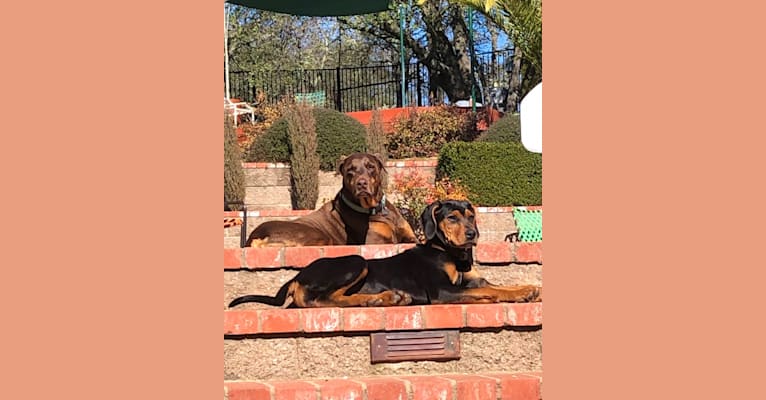 Photo of Sheba, a Doberman Pinscher and Treeing Walker Coonhound mix in Butte City, California, USA