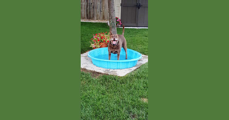 Lola, a Labrador Retriever and American Pit Bull Terrier mix tested with EmbarkVet.com