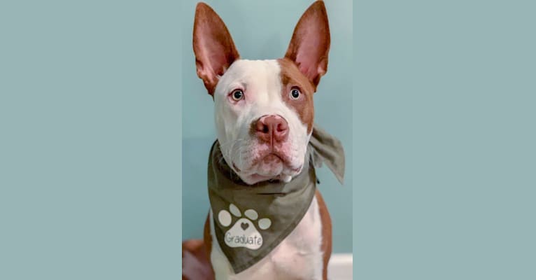 Puma, an American Pit Bull Terrier and American Staffordshire Terrier mix tested with EmbarkVet.com