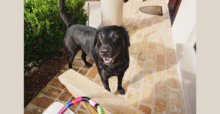 Tia, a Labrador Retriever tested with EmbarkVet.com