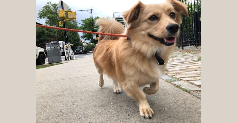 Artie, a Japanese or Korean Village Dog tested with EmbarkVet.com
