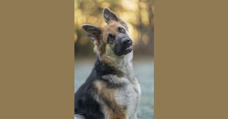 Elena, a German Shepherd Dog tested with EmbarkVet.com