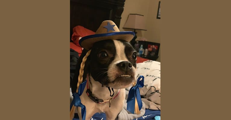 Dash, a Boston Terrier tested with EmbarkVet.com