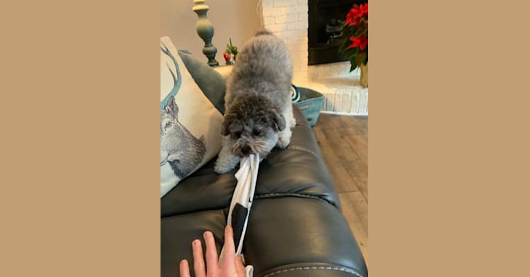 Bear, a Poodle (Small) and Shih Tzu mix tested with EmbarkVet.com