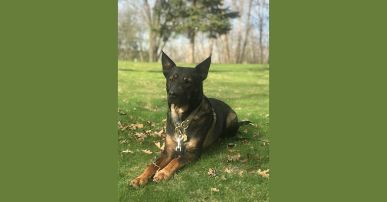 Boston, an Australian Cattle Dog and American Pit Bull Terrier mix tested with EmbarkVet.com