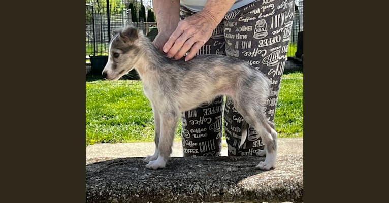 Glow, a Silken Windhound tested with EmbarkVet.com