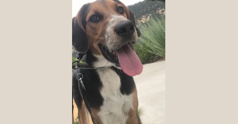 Clyde, a Border Collie and Treeing Walker Coonhound mix tested with EmbarkVet.com