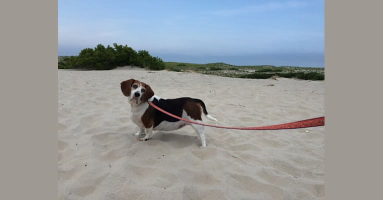 Junebug, a Beagle tested with EmbarkVet.com