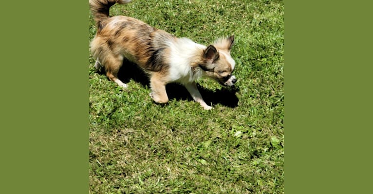 Phoebe, a Chihuahua tested with EmbarkVet.com