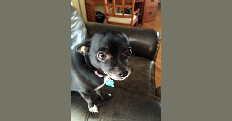 Tango, a Chihuahua tested with EmbarkVet.com