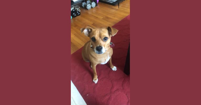 Brookley, a Russell-type Terrier and Chihuahua mix tested with EmbarkVet.com