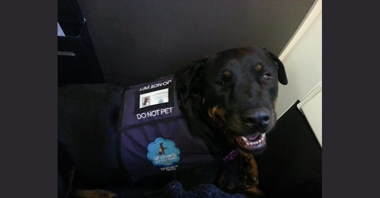 Lucy, a Rottweiler tested with EmbarkVet.com