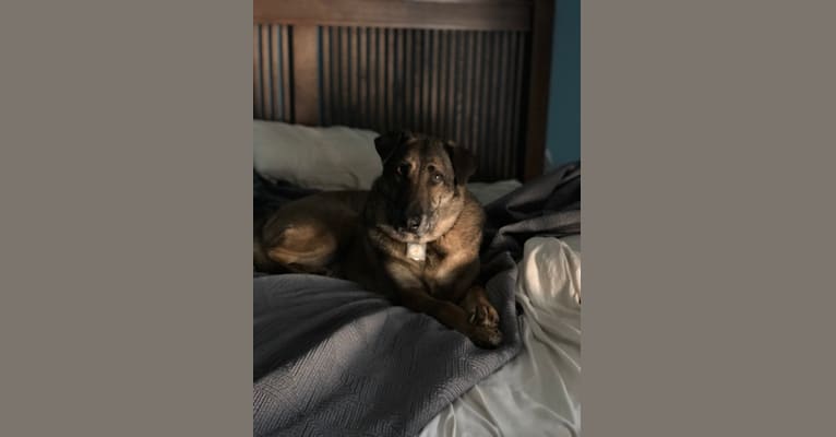 Knox, a German Shepherd Dog and Chinese Shar-Pei mix tested with EmbarkVet.com