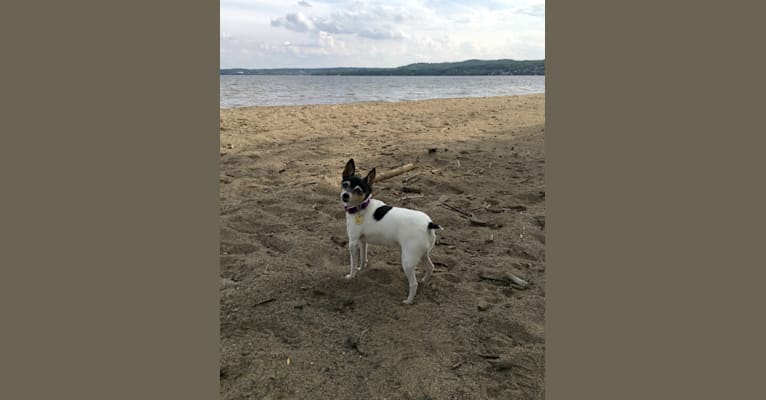 Cleo, a Toy Fox Terrier tested with EmbarkVet.com