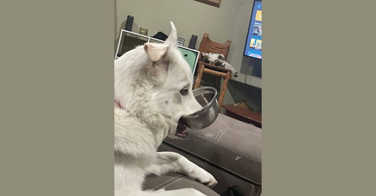 Skwisgaar, a Siberian Husky and Great Pyrenees mix tested with EmbarkVet.com