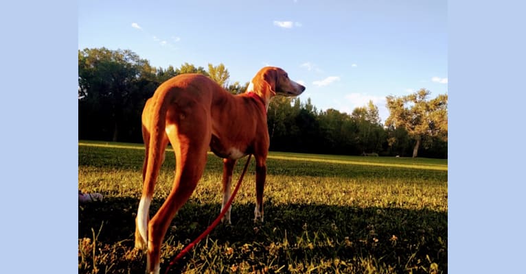 Ophelia, an American Foxhound tested with EmbarkVet.com