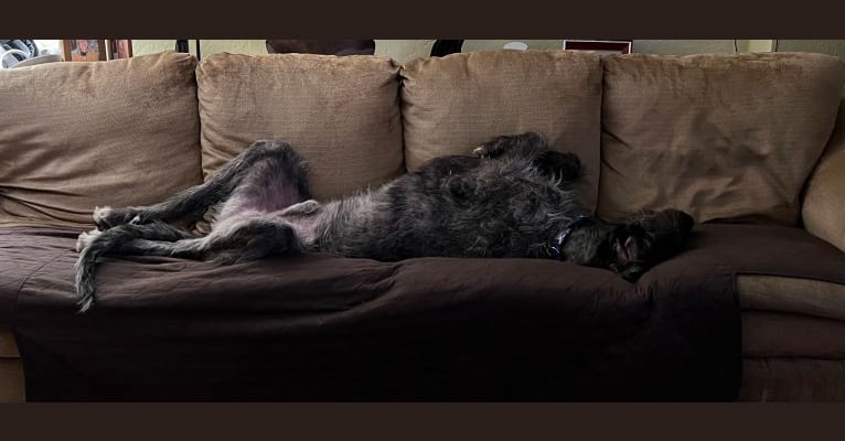 Photo of Tipper, an Irish Wolfhound  in Arizona, USA