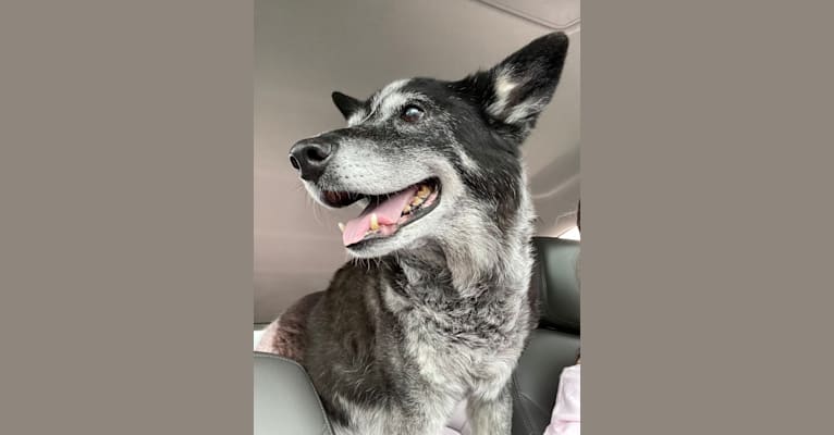 JAMY, an Australian Cattle Dog and Border Collie mix tested with EmbarkVet.com