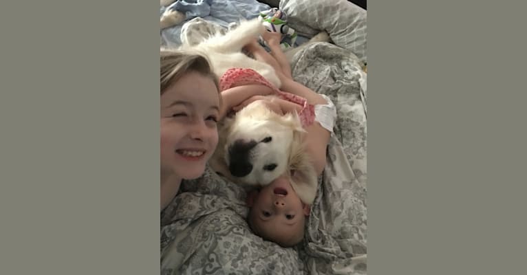 Moana, a Great Pyrenees and Anatolian Shepherd Dog mix tested with EmbarkVet.com