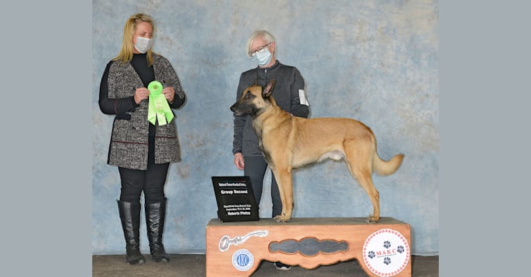 Luka, a Belgian Shepherd tested with EmbarkVet.com