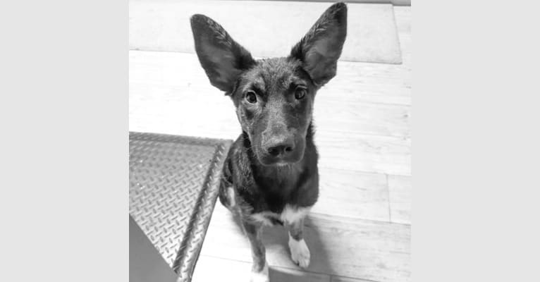 Photo of Maggie, an European Village Dog mix in Catania, Sicily, Italy