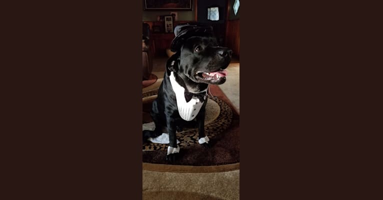 Loki, a Labrador Retriever tested with EmbarkVet.com