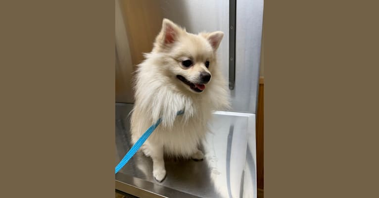 Koda, a Pomeranian tested with EmbarkVet.com