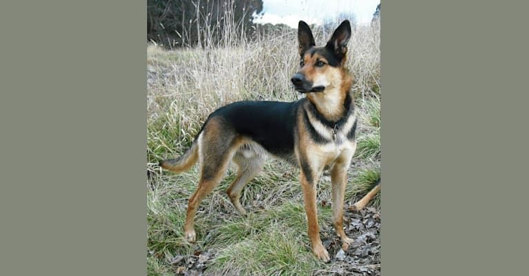 Rohan, an Australian Kelpie and German Shepherd Dog mix tested with EmbarkVet.com