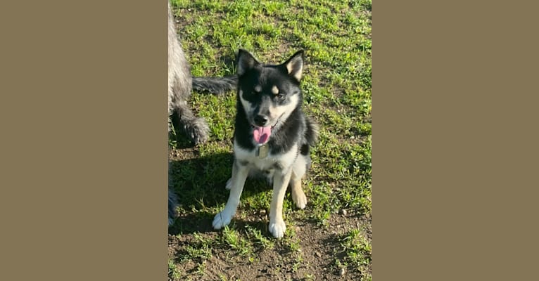 Aspen, a Siberian Husky and Pomeranian mix tested with EmbarkVet.com