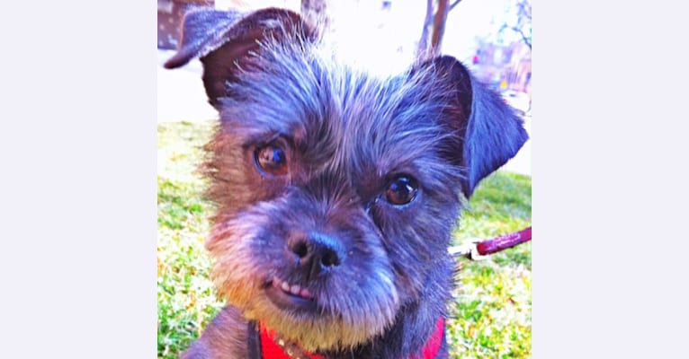 Photo of Chewbacca, a Chihuahua, Poodle (Small), Rat Terrier, and Maltese mix in Chicago, Illinois, USA