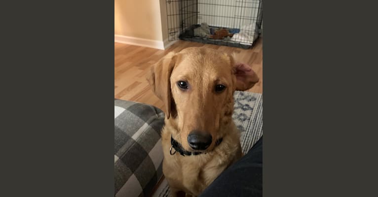 Murphy, a Labradoodle tested with EmbarkVet.com