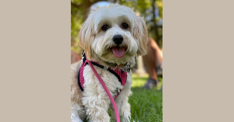 Lola, a Poodle (Small) and Chihuahua mix tested with EmbarkVet.com