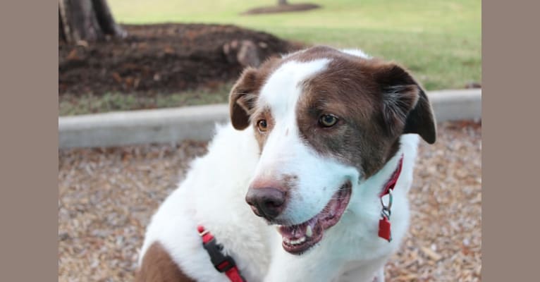 Titan, a Border Collie and Great Pyrenees mix tested with EmbarkVet.com
