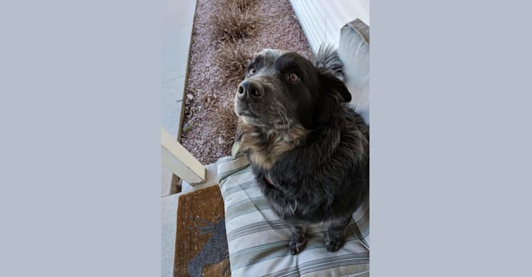 Odin 'stinky butt' Mussatti, an Australian Cattle Dog tested with EmbarkVet.com