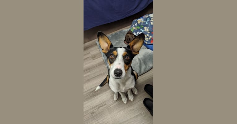 Witten, a Border Collie and Rat Terrier mix tested with EmbarkVet.com