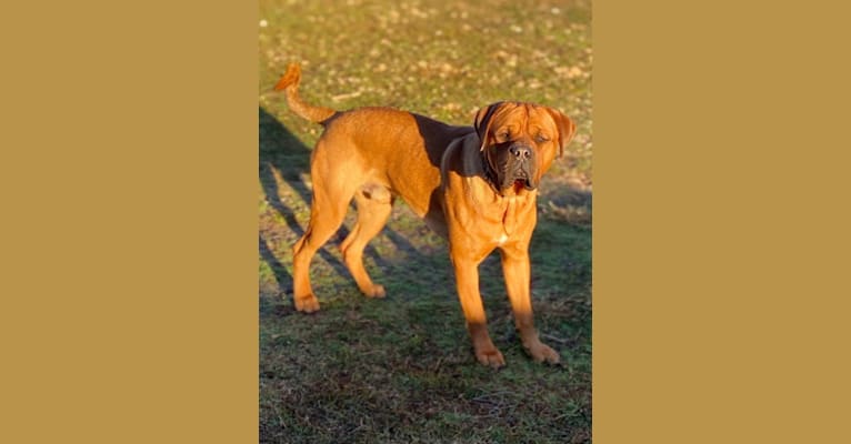 Roscoe, a Dogue de Bordeaux and Rottweiler mix tested with EmbarkVet.com