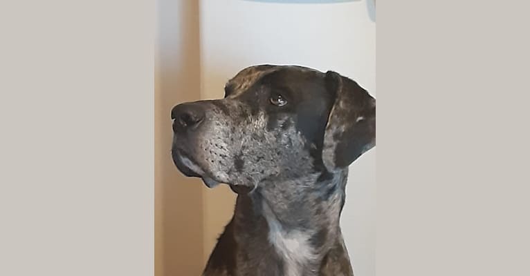 Great dane mange sales