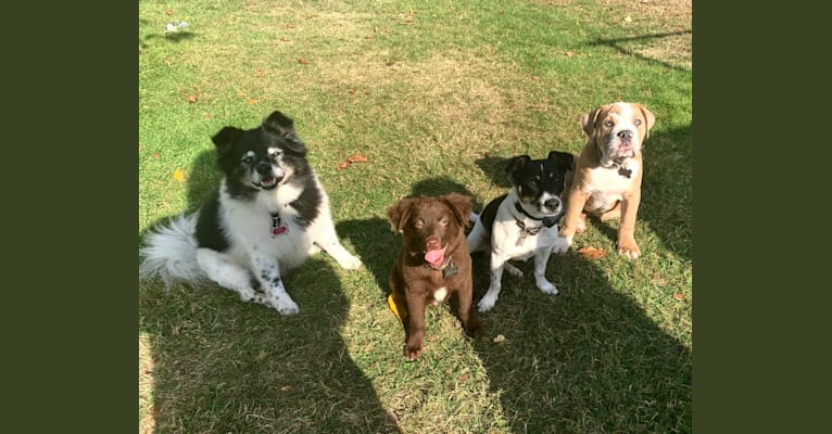 Snickers, an Australian Shepherd tested with EmbarkVet.com