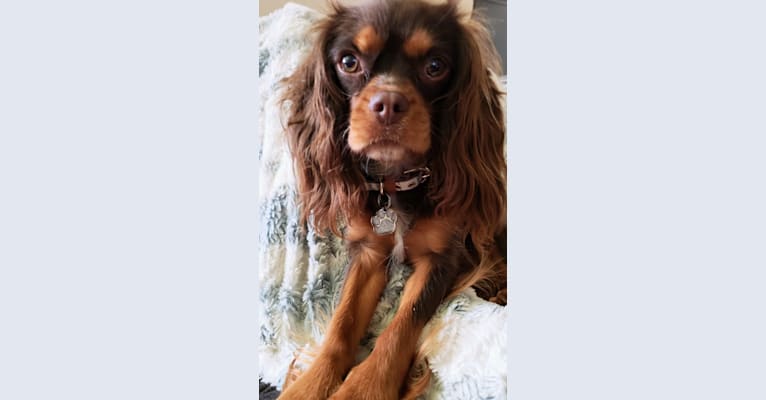 Diamond, a Cavalier King Charles Spaniel tested with EmbarkVet.com