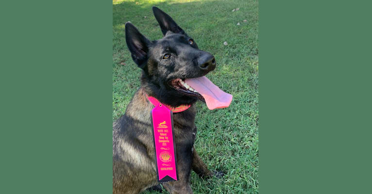 Journée D’Emotion, a Belgian Shepherd tested with EmbarkVet.com